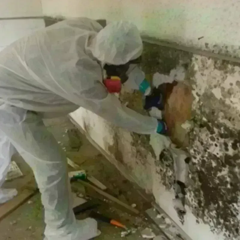 Mold Remediation and Removal in Lake Havasu City, AZ